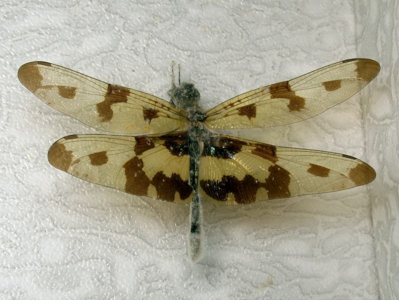 Rhyothemis variegata